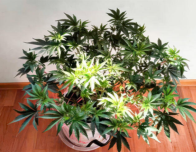 Dozy Doz перед завершением вегетации в условиях высокой влажности и температуры