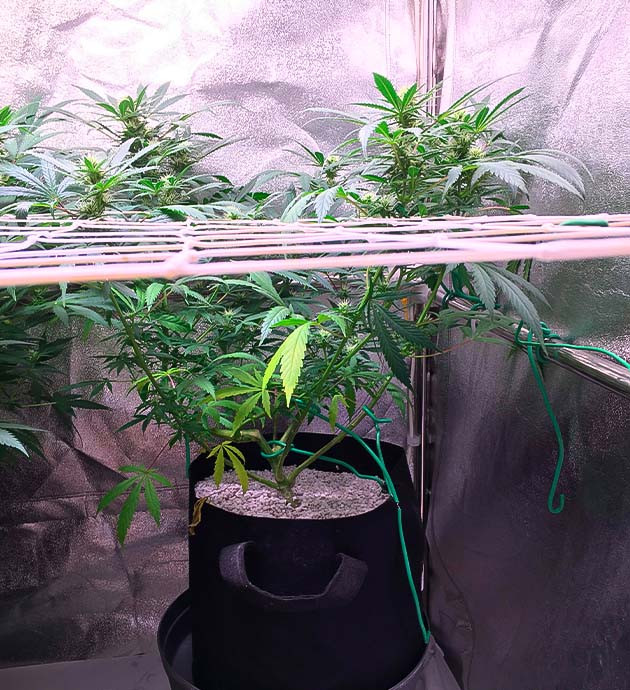 Рост бутонов и покрытие трихомами Куст Grandaddy Purple ростом 70 см