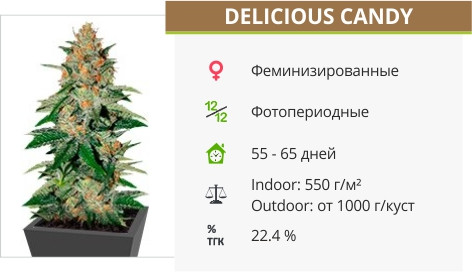 Delicious Candy от Delicious Seeds
