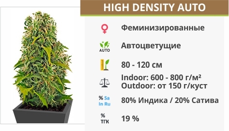 описание сорта High Density