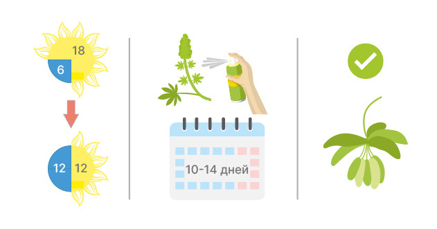 Инструкция по созданию мужского куста