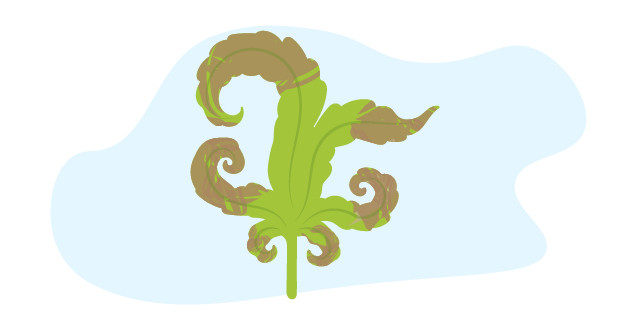 Последствия ветрового ожога на листе