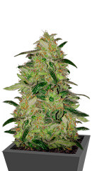 Sweet ZZ fem (Sweet Zkittlez) (RQS)