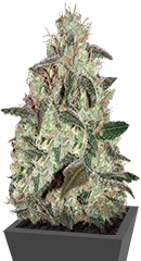 Thunder Bloody Mary Auto fem (Samsara Seeds)