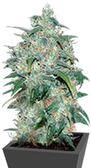 Wild Thailand fem (World of Seeds)