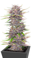 Banana Purple Punch Auto fem (FastBuds)