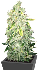 Kalashnikova fem (GHS)