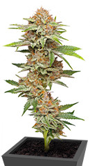 Blueberry Muffin fem (Humboldt Seed Company)