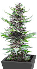 Tropicana Cookies Auto fem (FastBuds)