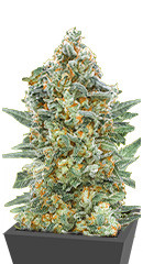 Auto Critical Lemon CBD fem (Advanced Seeds)