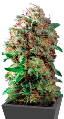 Mazar fem (Dutch Passion)