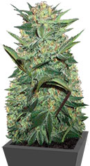 Auto White Widow fem (Victory Seeds)