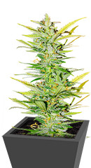 Dozy Whale fem (AlphaFem Seeds)