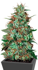 Wild Thailand Ryder Auto fem (World of Seeds)