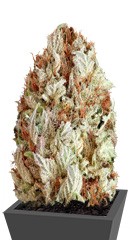 Extreme Impact Auto fem (Heavyweight Seeds)