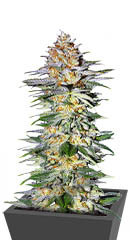 Alpha 21 fem (AlphaFem Seeds)