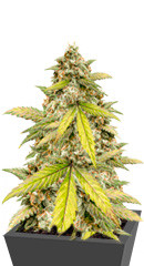 Zkittlez Auto fem (FastBuds)