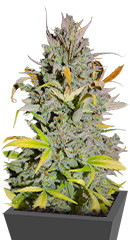 Crystal WW Autoflower fem (Easy Grow Seeds)