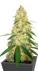 Gorilla Glue #4 fem (Cali Buds Seeds)