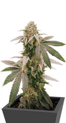 Mimosa Shot fem (Herbies Seeds)