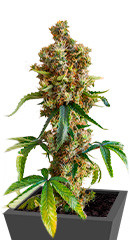 San Bacio Burger fem (Advanced Seeds)