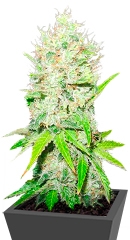 Jack La Mota fem (Medical Seeds)