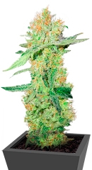 Y Griega CBD fem (Medical Seeds)
