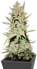 Pineapple Express Auto fem (FastBuds)