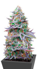 Gorilla Zkittlez fem (Barney's Farm)