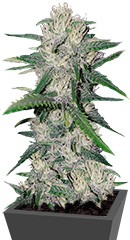 Gorilla Auto (Gorilla Glue Auto) fem (FastBuds)