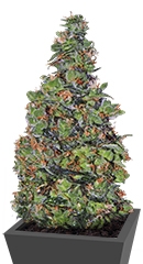 Membrana Hiper Auto fem (VIP seeds)