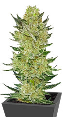 Auto Somango Glue fem (Advanced Seeds)