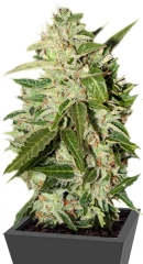 Auto Mazar fem (Dutch Passion)