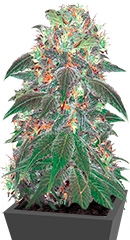 Punky Lion fem (Samsara Seeds)