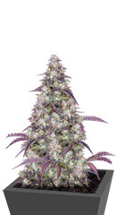 Lemon Pie Auto fem (FastBuds)