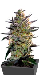 Blueberry OG fem (Barney's Farm)