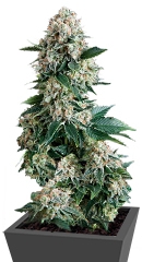 New York City fem (Pyramid Seeds)