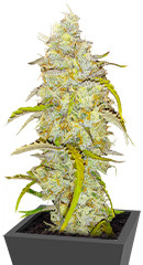 Black Herer Autoflower fem (Easy Grow Seeds)
