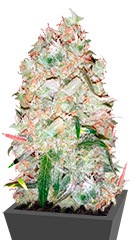 Bulk Smash Auto fem (Dr. Krippling Seeds)