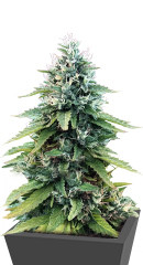 Gorilla Glue #4 fem (Blimburn Seeds)