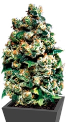 Jack Herer fem (GHS)