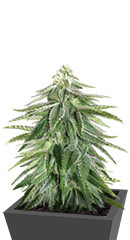 Zkittzy Gorilla fem (Original Sensible Seeds)