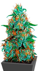 Critical Neville Haze Auto fem (Delicious Seeds)