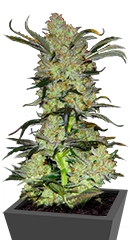 King’s Kush fem (GHS)