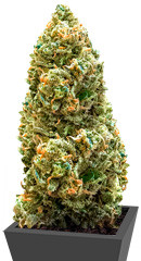 Bruce Banner Auto fem (Monster Genetics)