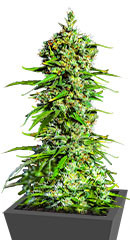 Bruce Banner #3 fem (Herbies Seeds)