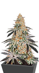 Dark Phoenix fem (GHS)