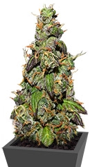 Six Shooter Auto fem (FastBuds)