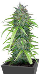 Dos-Si-Dos Cookies Autoflower fem (Easy Grow Seeds)