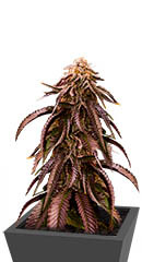 Dozywelly OG fem (AlphaFem Seeds)